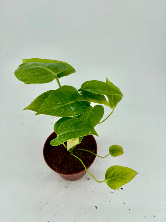 Anthurium veitchii
